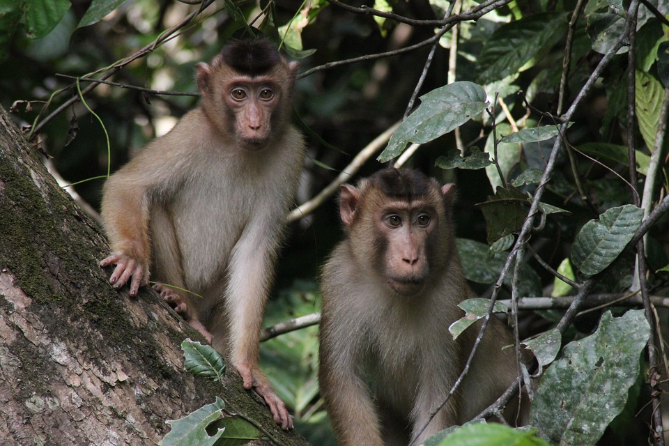 Isla de los micos Leticia Amazonas